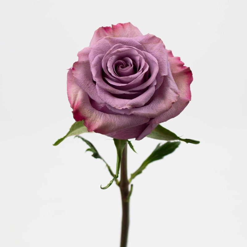 Lavender Rose Flower Stem