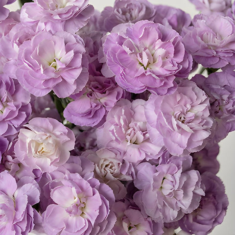 Lavender Mini Wholesale Carnations Up close