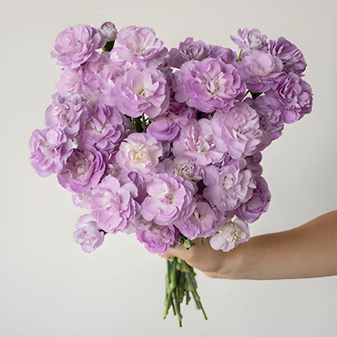 Lavender Mini Carnation Bunch in a hand