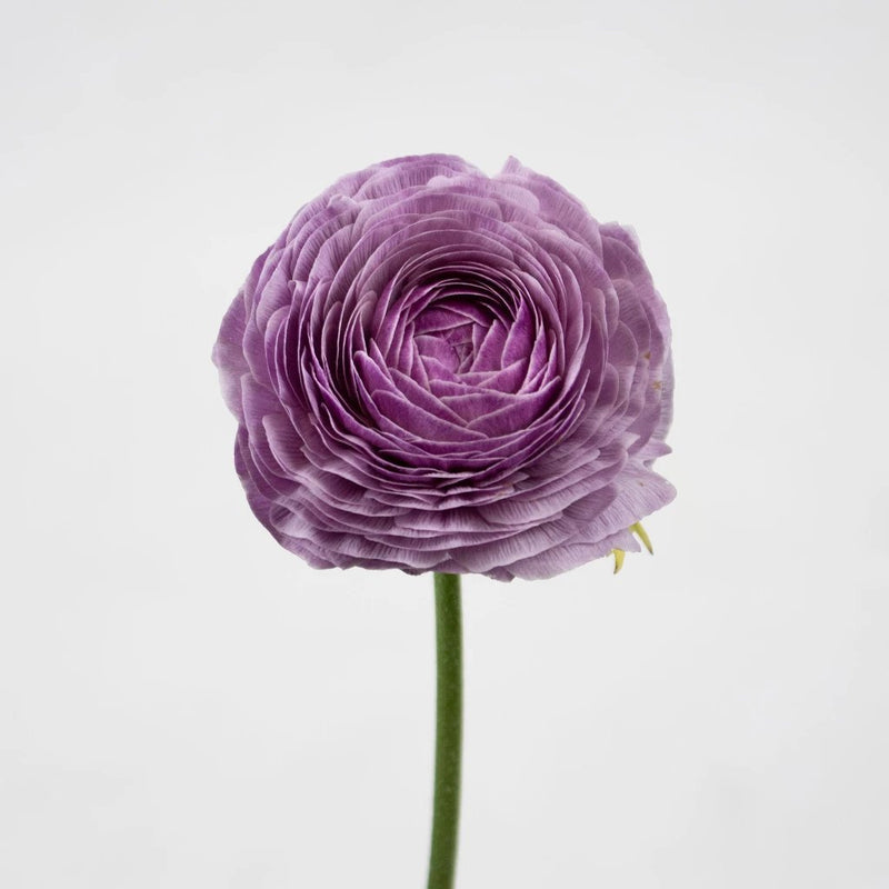 Lavender Nonno Cloony Ranunculus Flower Stem