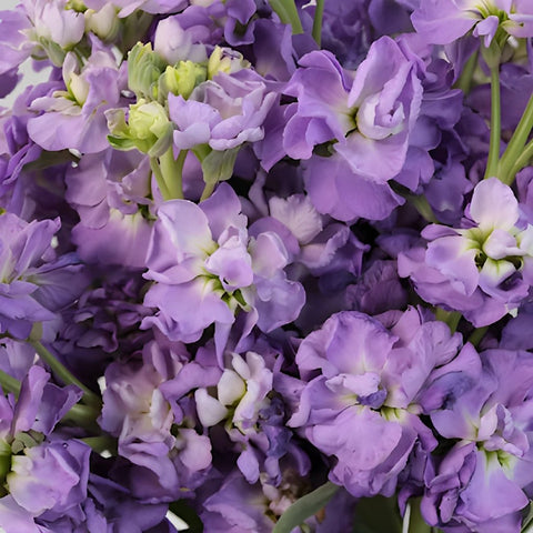 Lavender Purple Stock Wholesale Flower Upclose