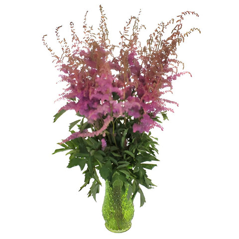 Amethyst Astilbe Texture Flower May to October