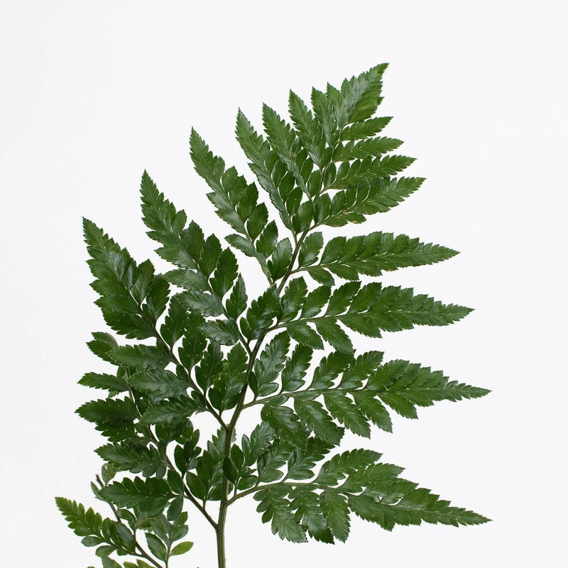 Leather Leaf Greenery Stem