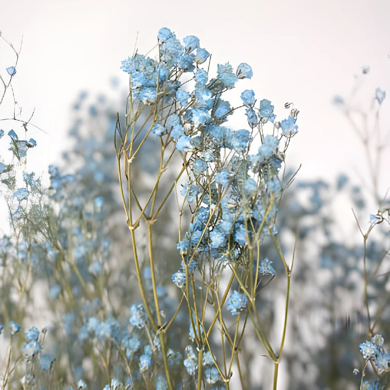Buy Wholesale Dried Gypsophila Flower Light Blue in Bulk - FiftyFlo