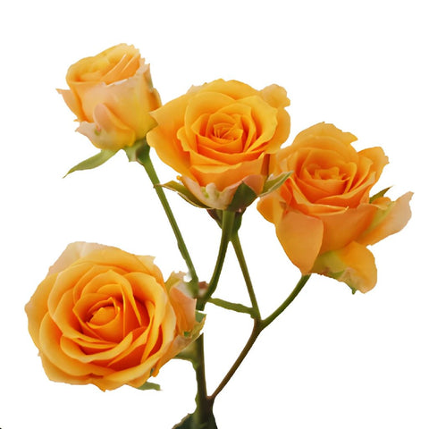 Light Golden Orange Spray Rose Stem