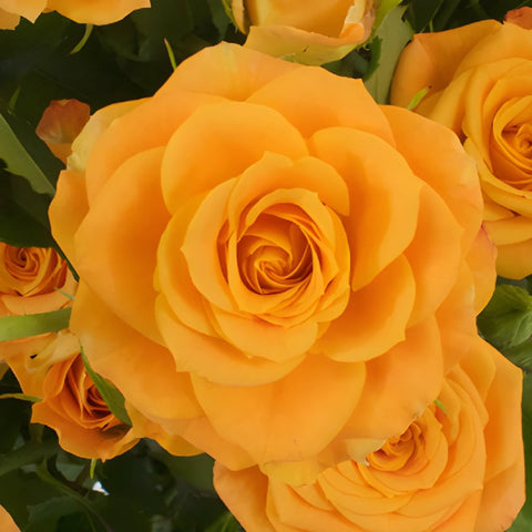 Light Golden Orange Spray Roses up close