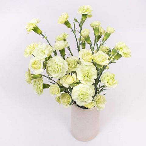 Light Green Mini Carnation Flower Bunch in Vase