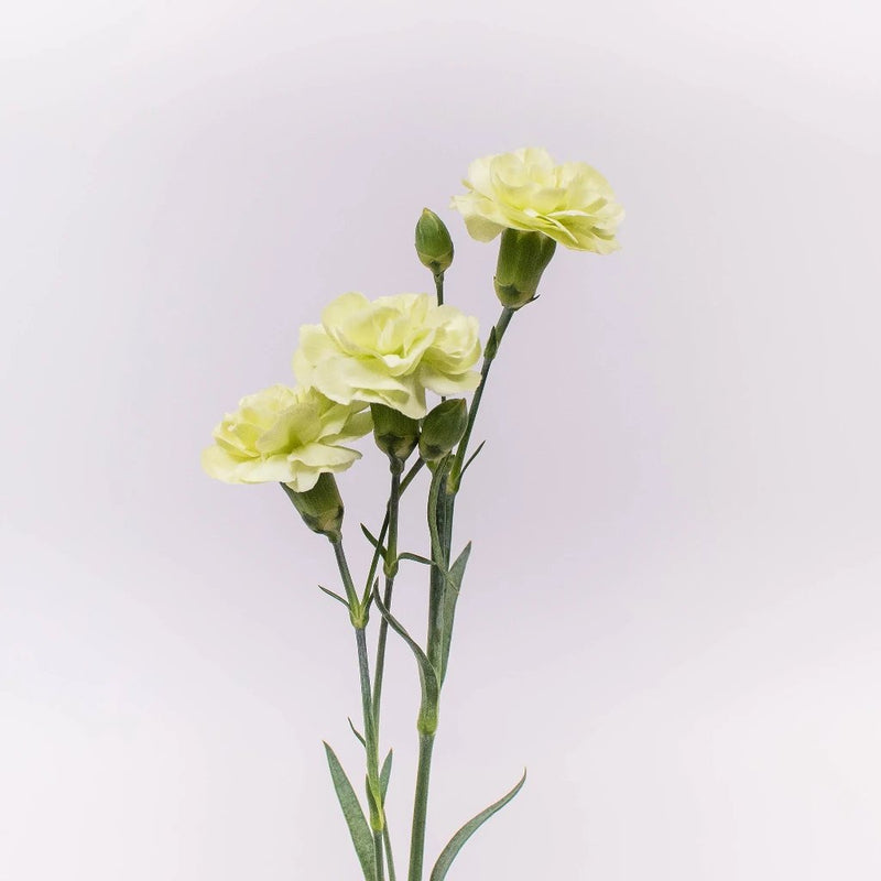 Light Green Mini Carnation Flower Stem