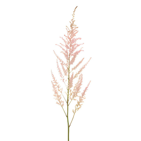 Pink Astilbe Flower May to October