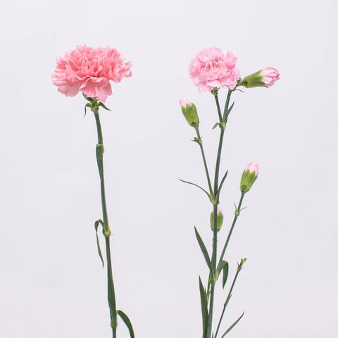 Light Pink Carnation Flower Stem