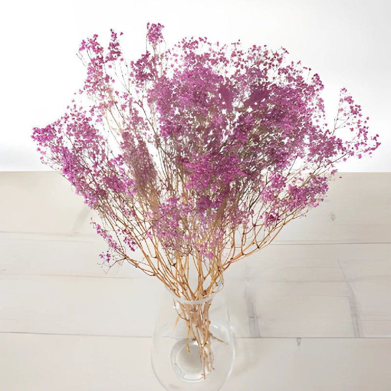 Buy Wholesale Dried Gypsophila Flower Hot Pink in Bulk - FiftyFlowers