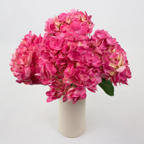 Light Pink Hydrangeas Flower Bunch in Vase