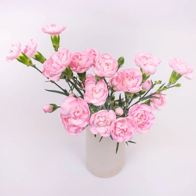 Light Pink Mini Carnation Flower Bunch in Vase