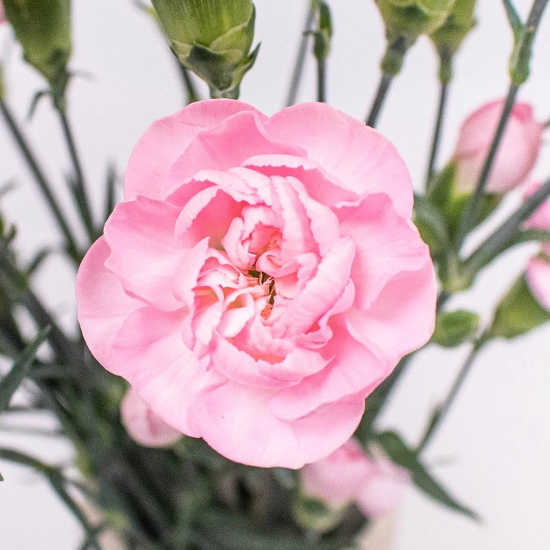 Buy Wholesale Blushing Pink Mini Carnation Flowers in Bulk - FiftyF