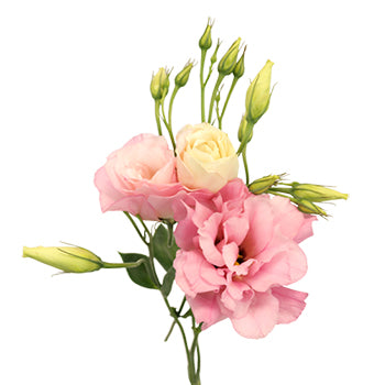 Pink Designer Lisianthus Flower