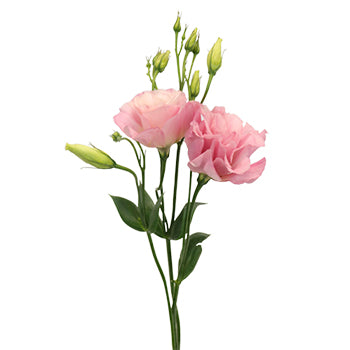 Pink Designer Lisianthus Flower