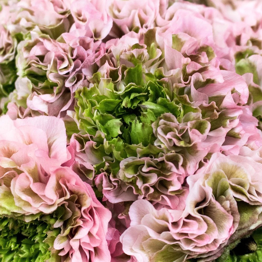 Buy Bulk Wholesale Ranunculus Flowers | FiftyFlowers