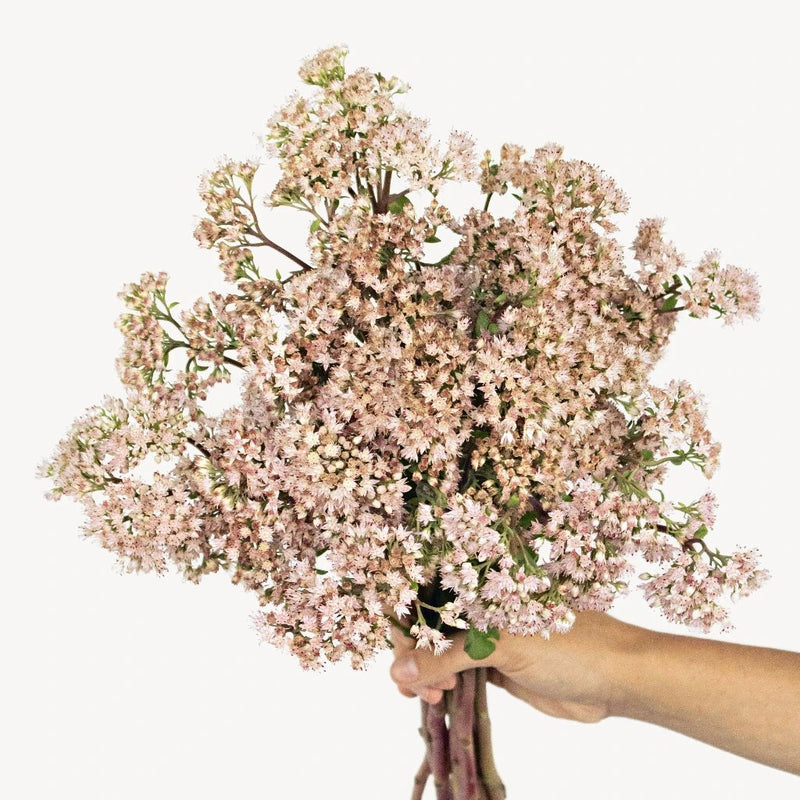 Light Pink Sedum Flower Bunch in Hand