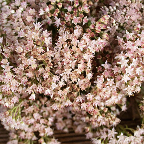 Light Pink Sedum Flower Up Close