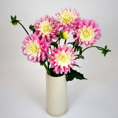 Light Pink Snow Petals Dahlia Flower Bunch in Vase