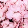 Blushing Bride Solomio Flowers