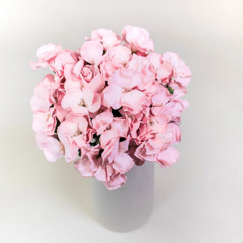 Light Pink Gil Solomio in a Vase