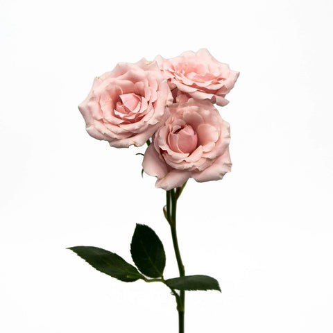 Light Pink Spray Bulk Roses
