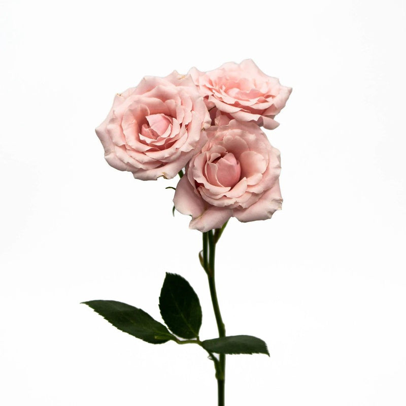 50ct Bulk Flowers Fresh Dark Pink Roses