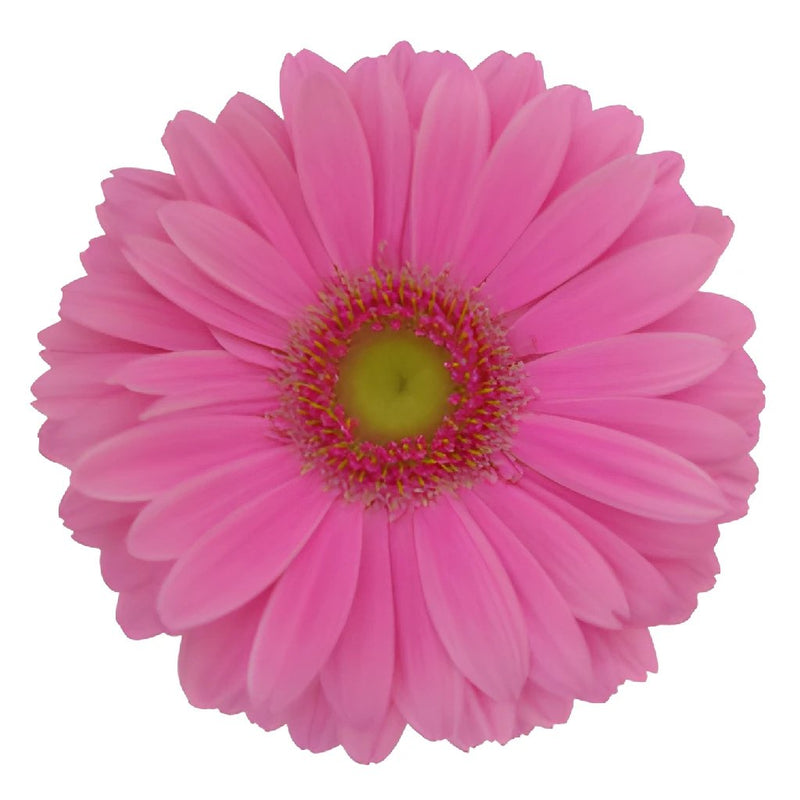 Gerbera Daisy Light Pink Standard Blooms Wholesale Flower Up close