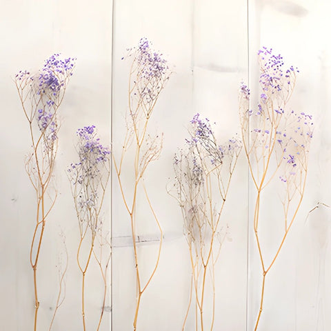 Where to buy dried Baby's Breath - Barn Florist Dried Flowers