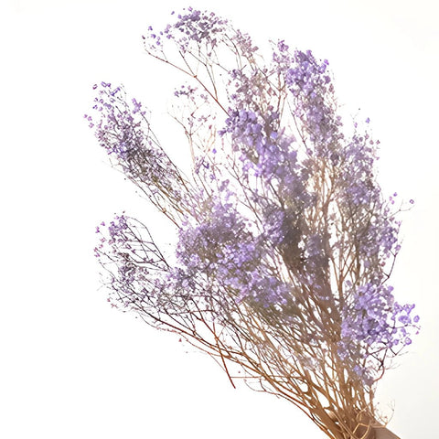 Dried Baby's Breath Flower Soft Purple