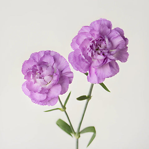 Light Purple Mini Carnation Stem