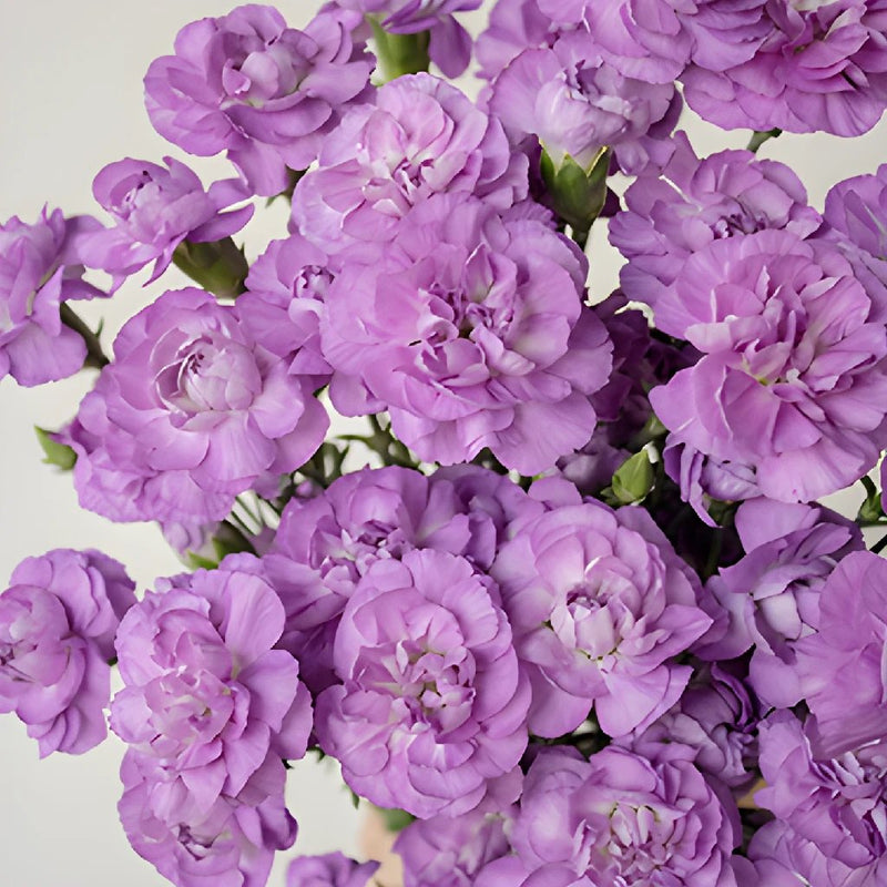 Light Purple Mini Wholesale Carnations Up close