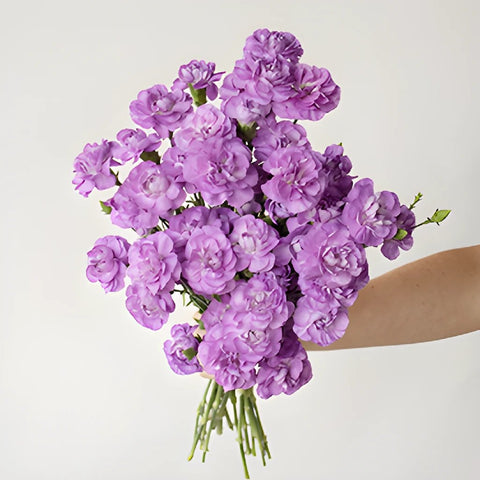 Light Purple Mini Carnation Bunch in a hand