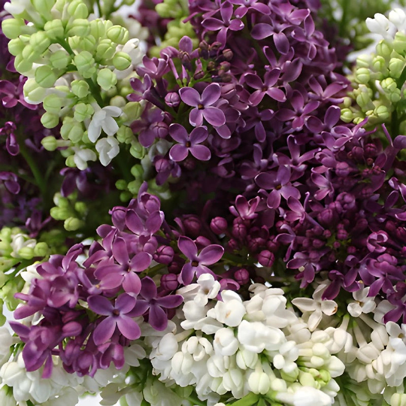 Premium White and Purple Lilac Flower Mix