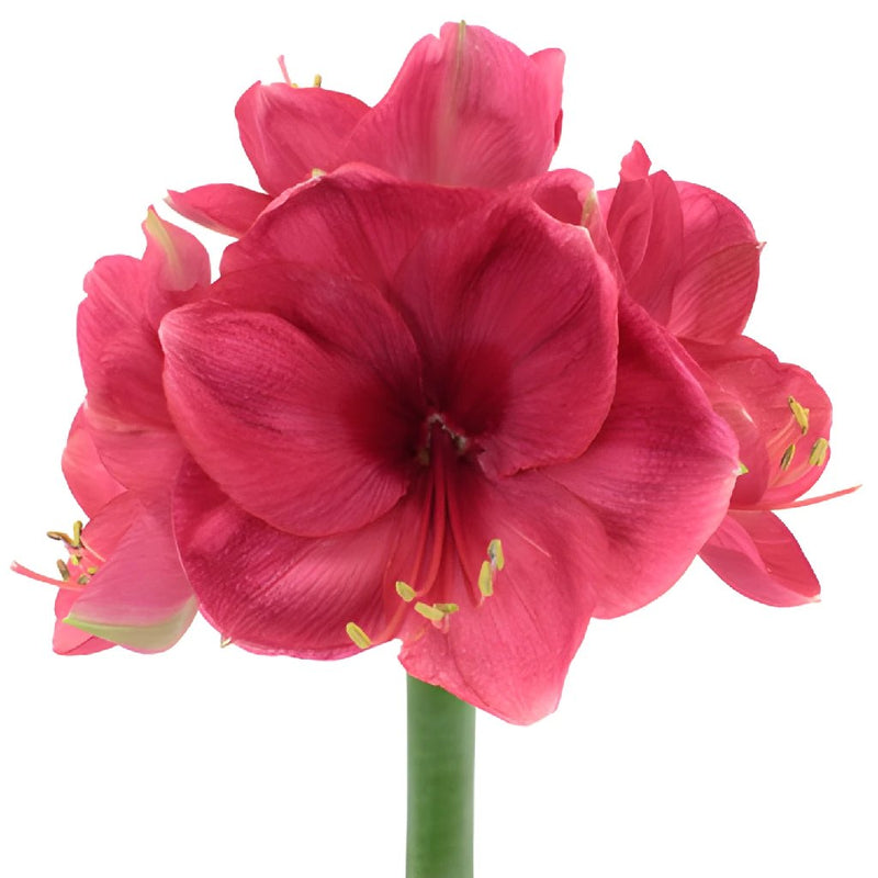Pink Berry Amaryllis Flower