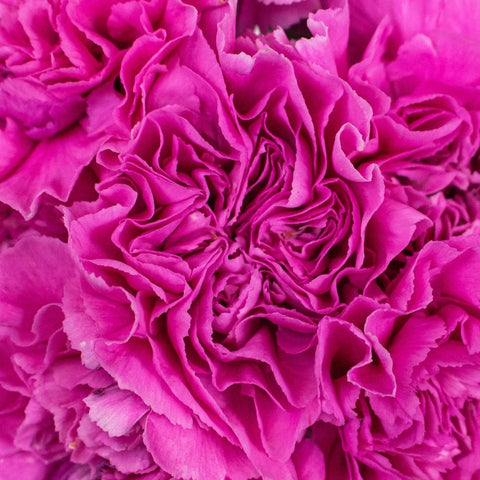 Pink Lilac Carnation Flowers Up Close