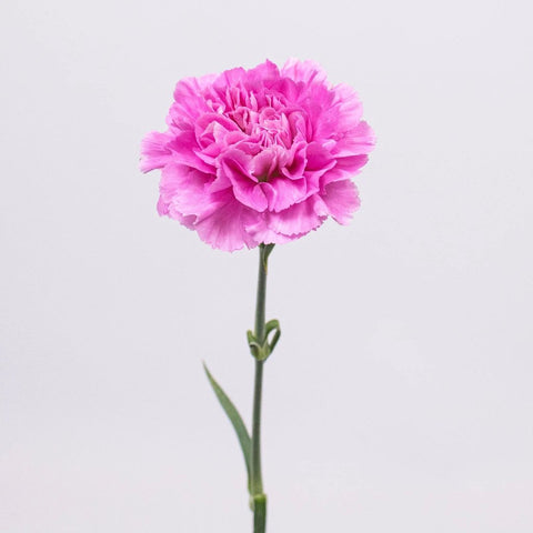 Pink Lilac Carnation Flower Single Stem