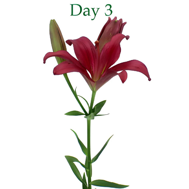 Cranberry Dust Hybrid Lily