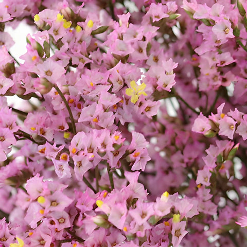 Pink Lavender Limonium Flowers
