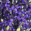 Purple Airbrushed Limonium Flower