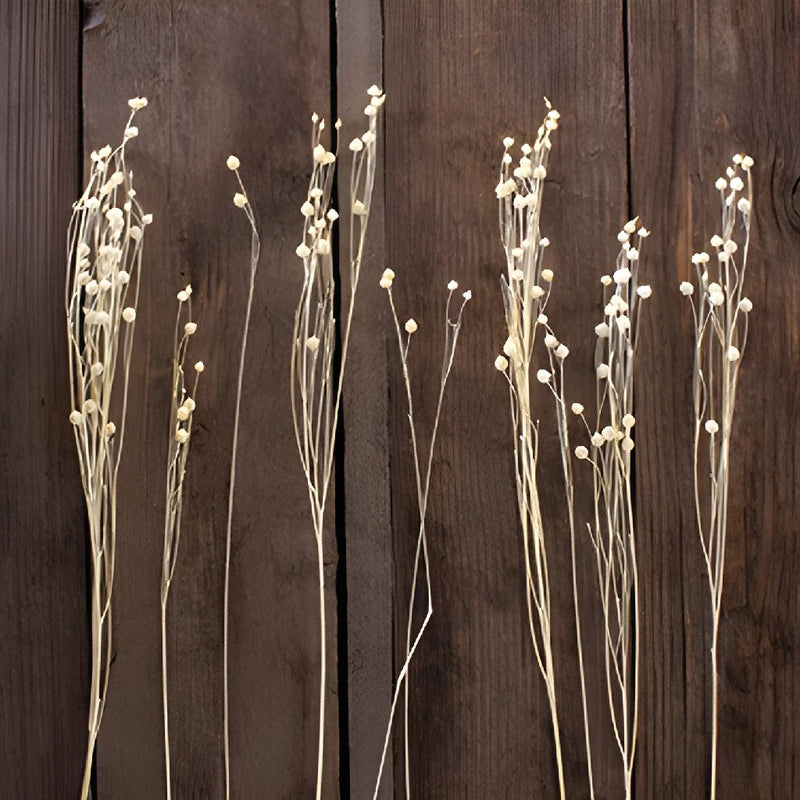 Dried linum flax bulk flowers