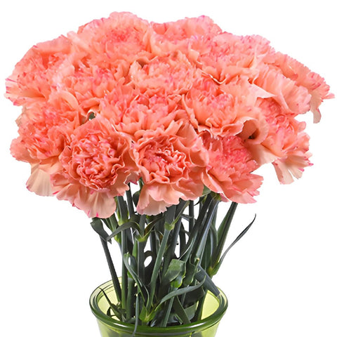 Lion King Peachy Red Carnation Flowers In a vase