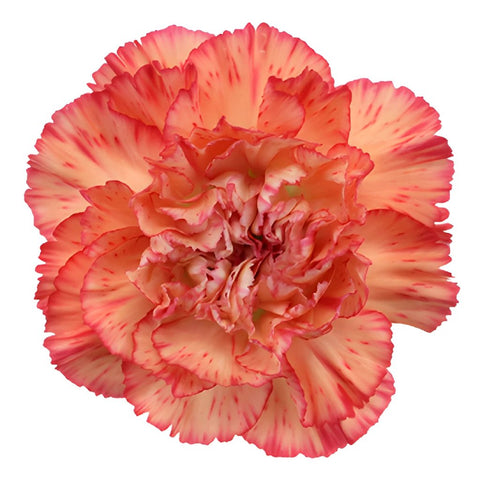 Lion King Peachy Red Carnation Flower Bloom