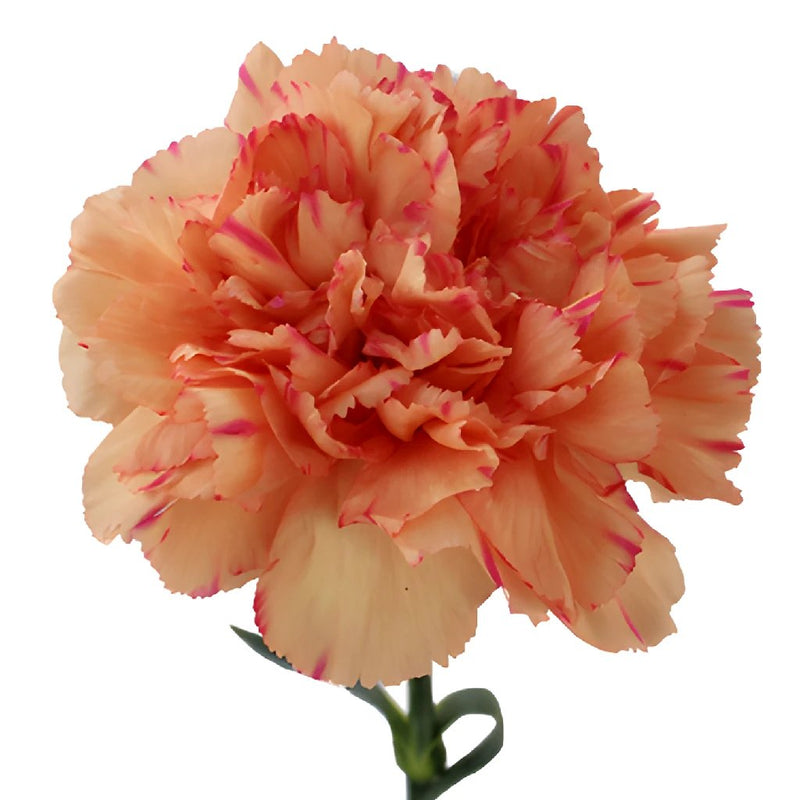 Lion King Peachy Red Carnations side stem