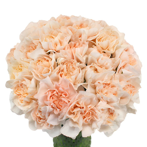 Lizzy Peachy Pink Champagne Carnation Flowers In a vase
