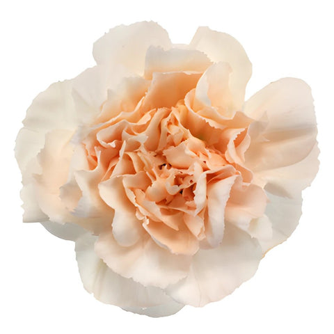 Lizzy Peachy Pink Champagne Carnation Flower Bloom