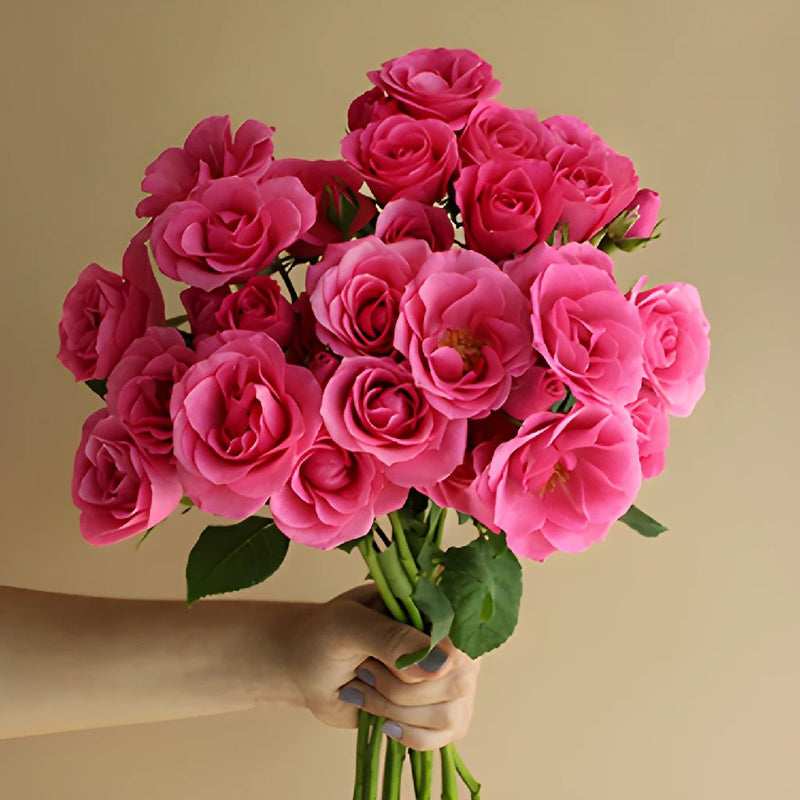 Lovely Lydia Hot Pink Wholesale Rose Bunch in a hand