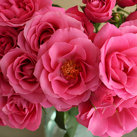 Lovely Lydia Hot Pink Spray Roses up close