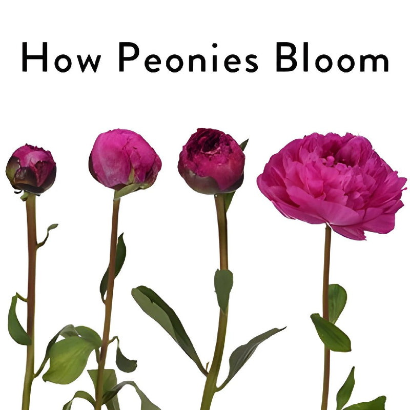 Magenta Kansas How Peonies Bloom